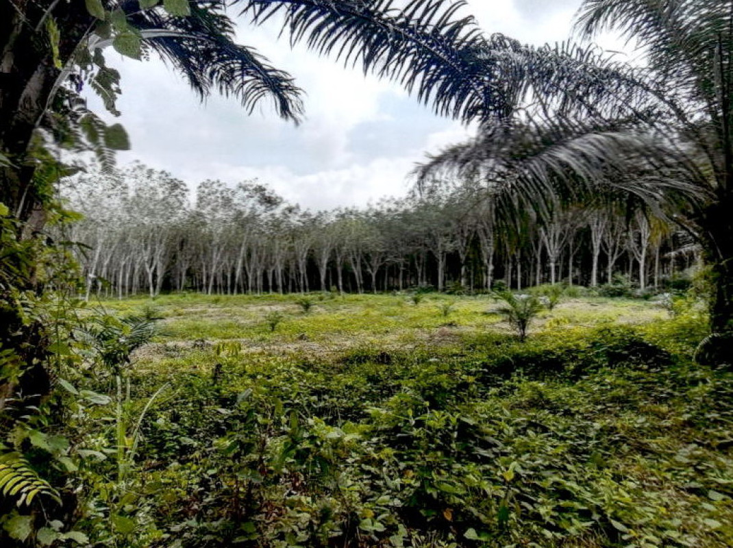 Residential land/lot Krabi Khao Phanom Khao Din 1062400