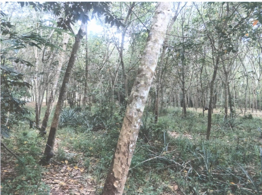 Residential land/lot Songkhla Chana Khu 306510