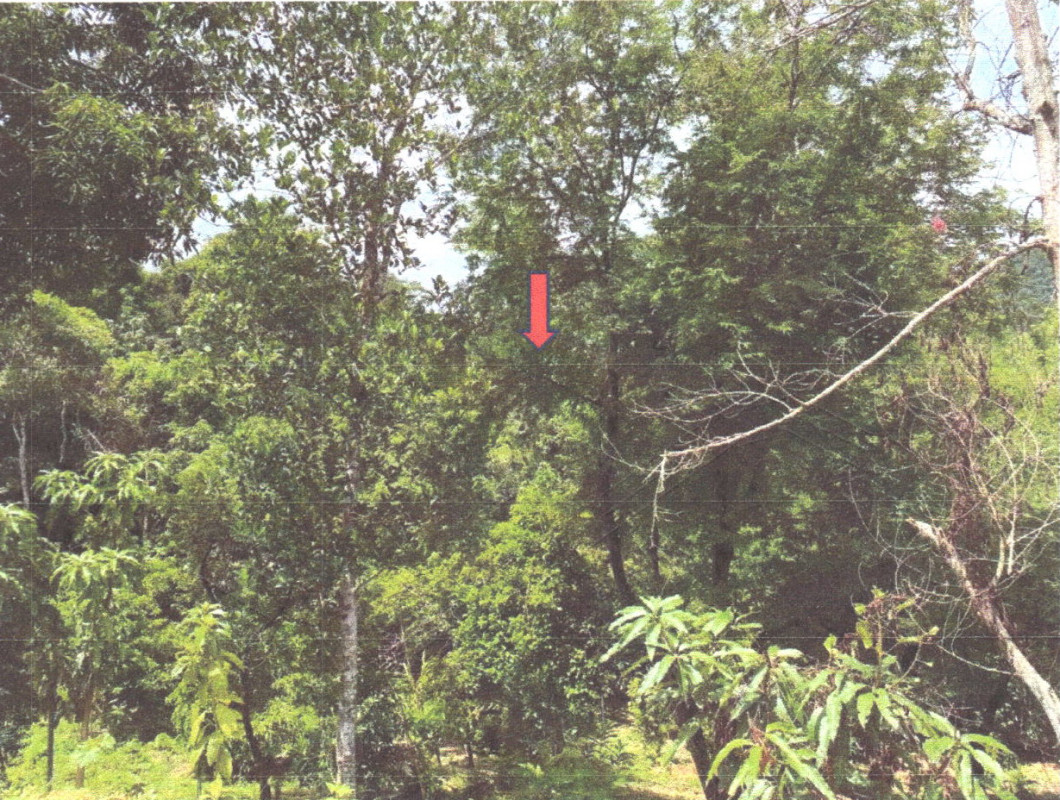 Residential land/lot Uttaradit Laplae Fai Luang 157600