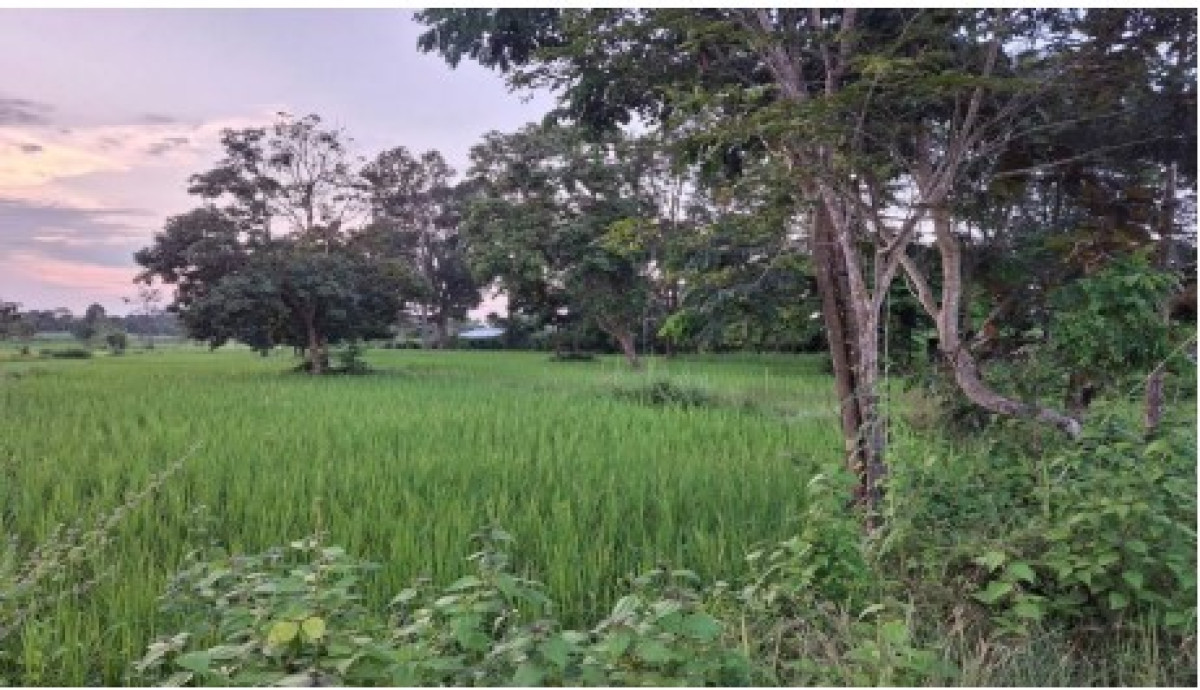Residential land/lot Ubon Ratchathani Nam Yuen Dom Pradit 225910