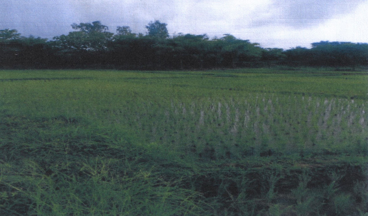 Residential land/lot Lampang Sop Prap Sop Prap 472420