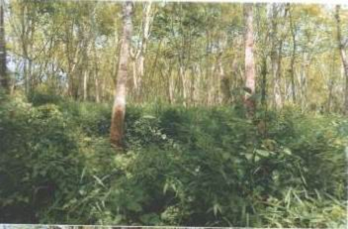 Residential land/lot Songkhla Sadao Samnak Taeo 348680