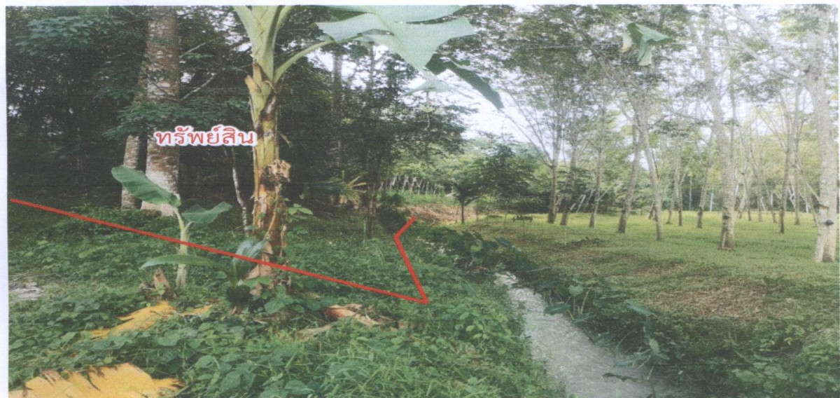 ที่ดินเปล่า สงขลา จะนะ สะพานไม้แก่น 109864