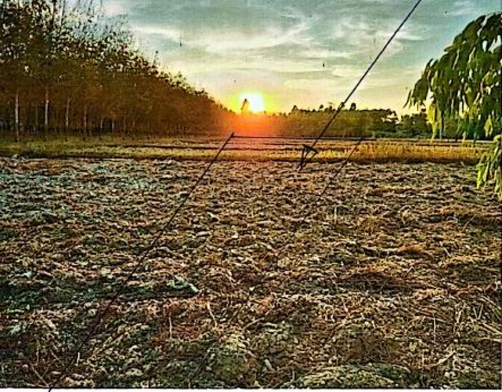 Residential land/lot Nakhon Phanom Ban Phaeng Phai Lom 105820