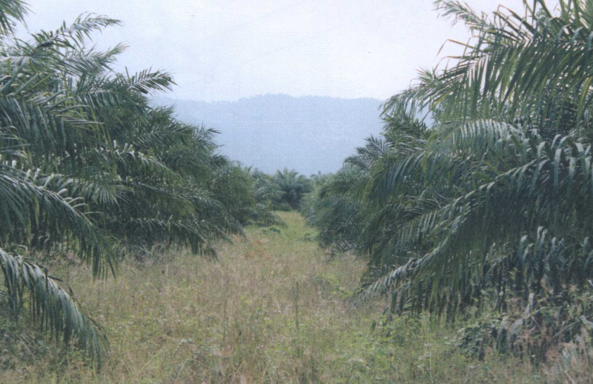 Residential land/lot Surat Thani Kanchanadit Krut 115800