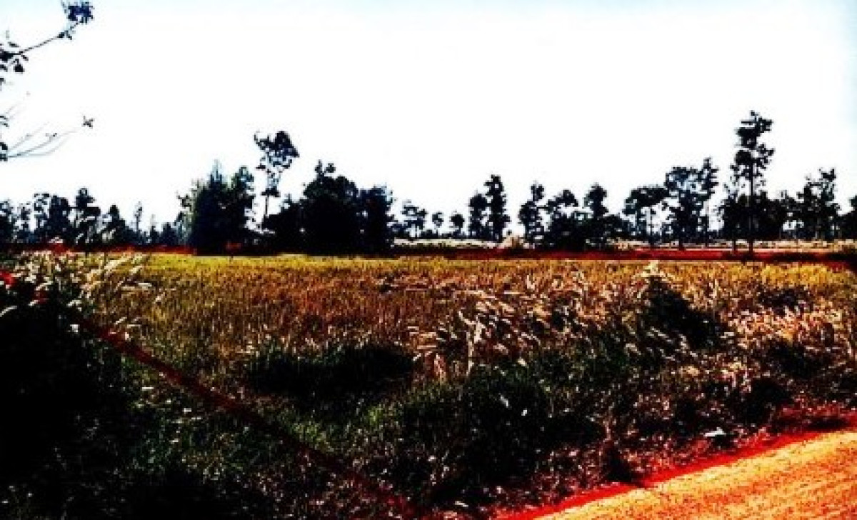 Residential land/lot Ubon Ratchathani Det Udom Kut Prathai 456000