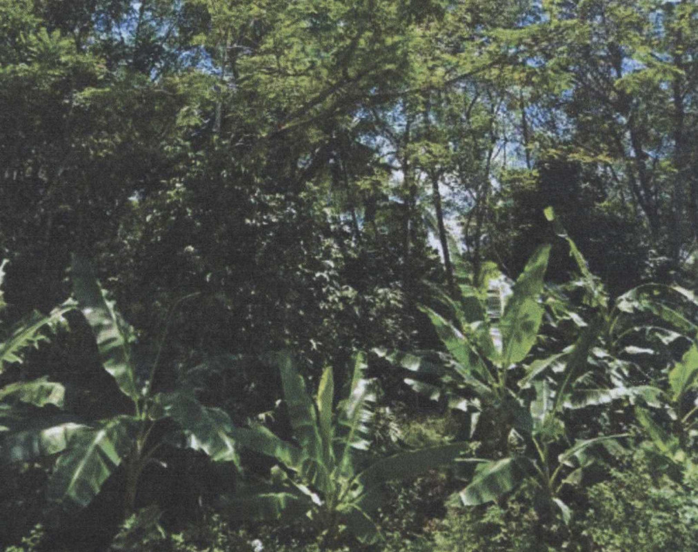 Residential land/lot Pattani Yarang Wat 66196