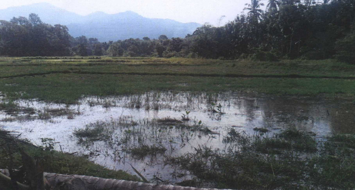 Residential land/lot Pattani Khok Pho Pak Lo 151074