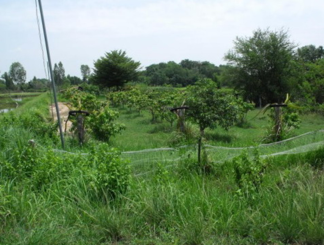 Residential land/lot Kalasin Yang Talat Bua Ban 348000