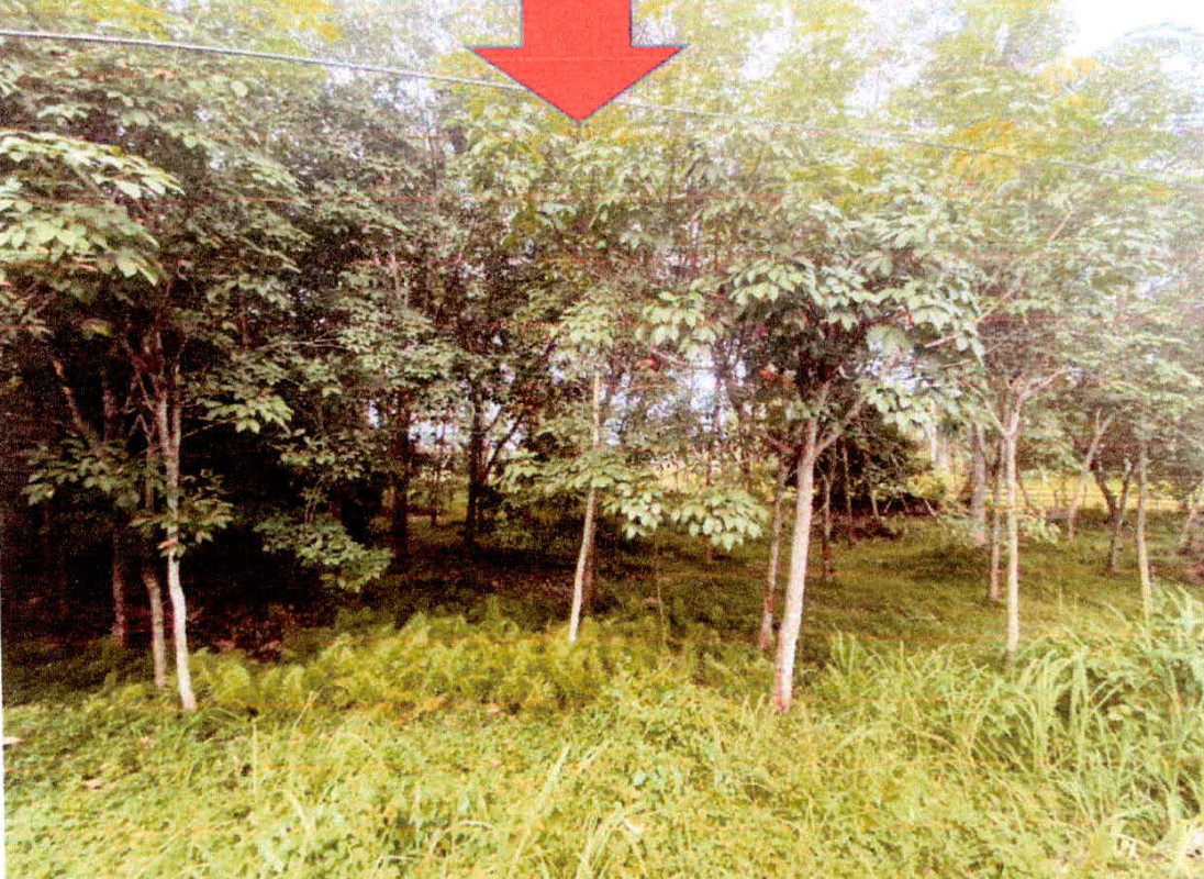 Residential land/lot Pattani Panare Pho Ming 340480