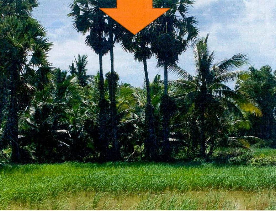 Residential land/lot Pattani Yaring Nong Raet 29000