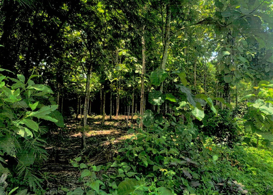 Residential land/lot Lampang Mueang Lampang Ban Ueam 37300