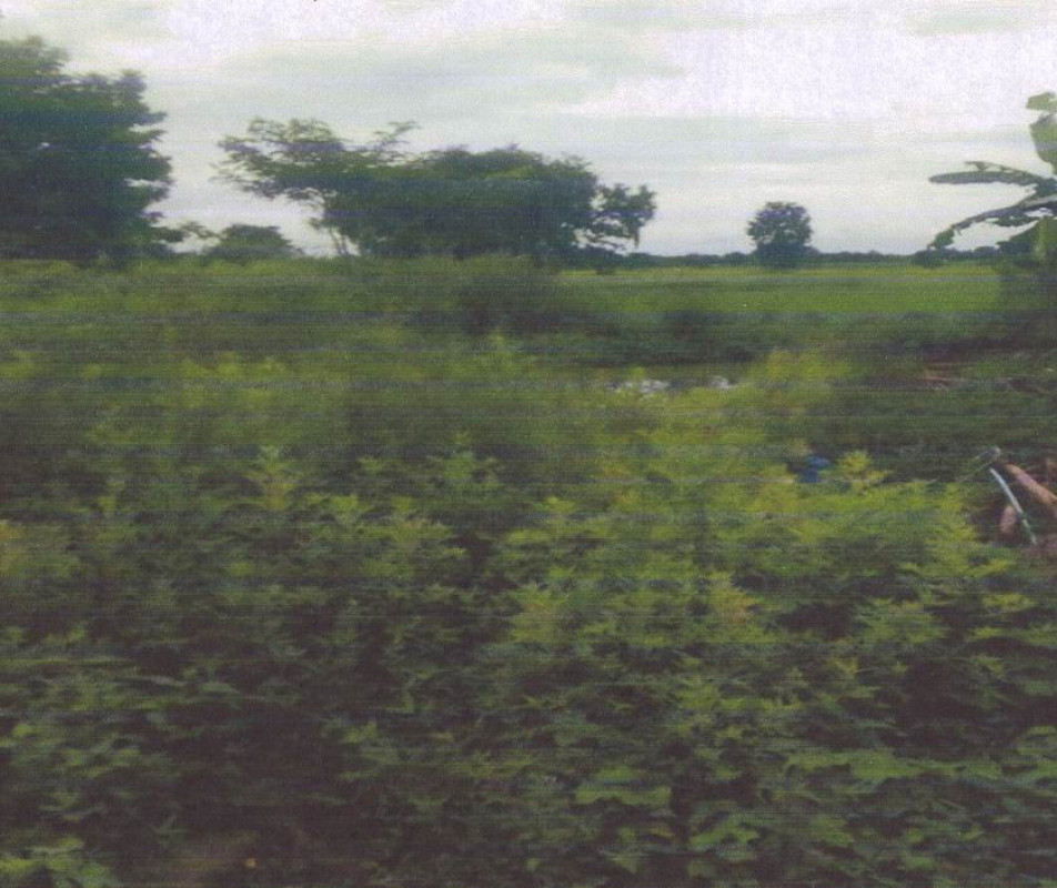 Residential land/lot Nong Bua Lam Phu Si Bun Rueang Han Na Ngam 263875