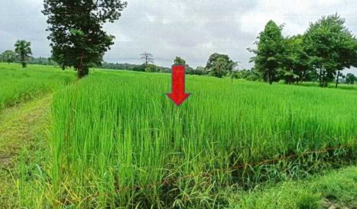 Residential land/lot Nakhon Ratchasima Prathai Nang Ram 259280