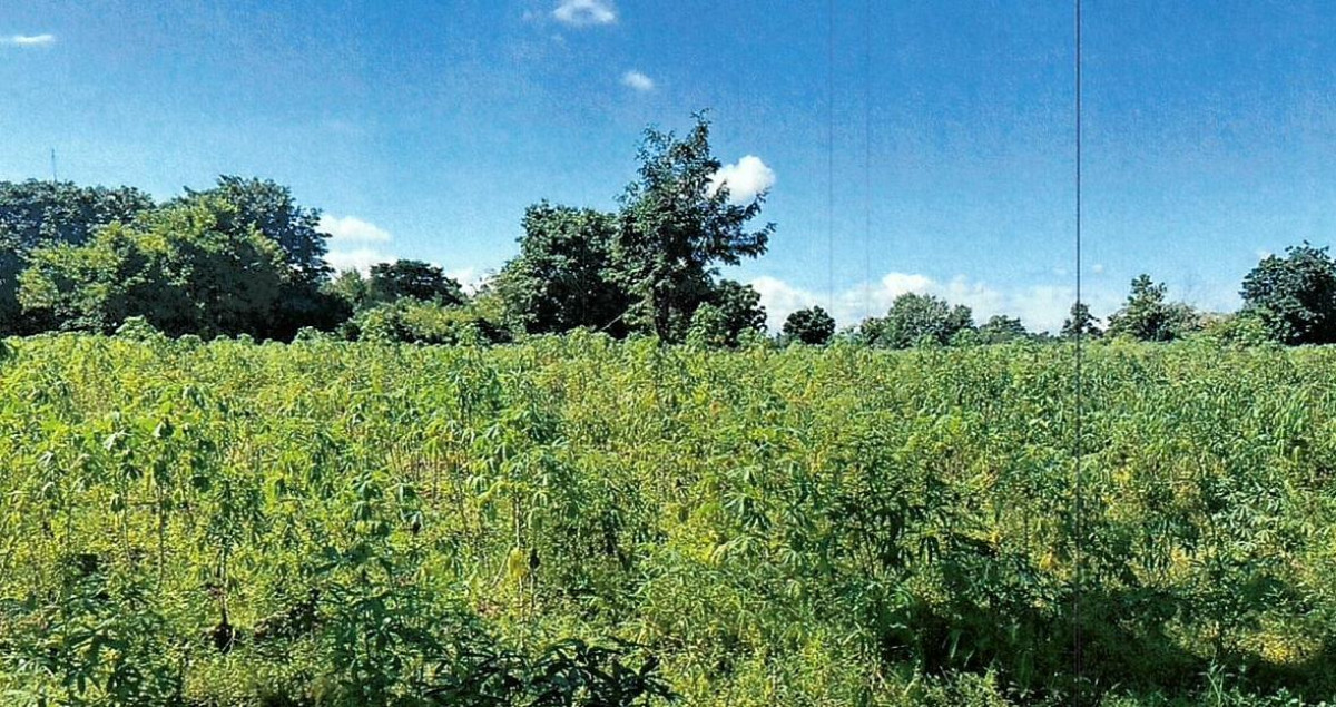 Residential land/lot Chai Nat Noen Kham Noen Kham 6269000