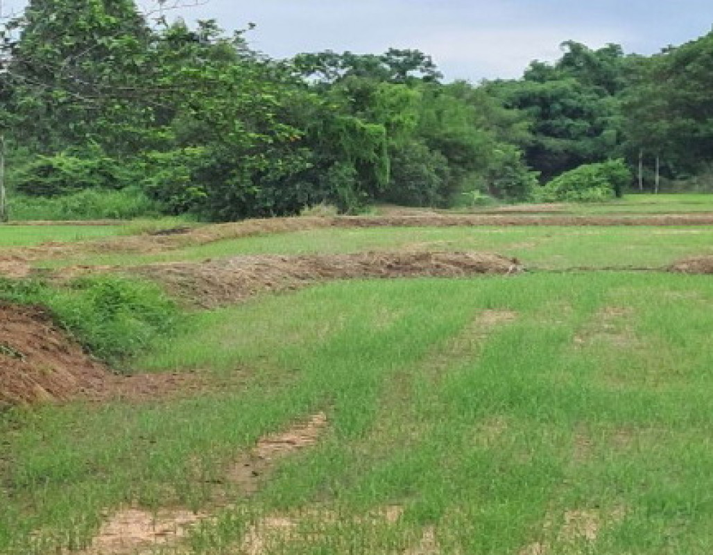Residential land/lot Kalasin Huai Phueng Kham Bong 430000