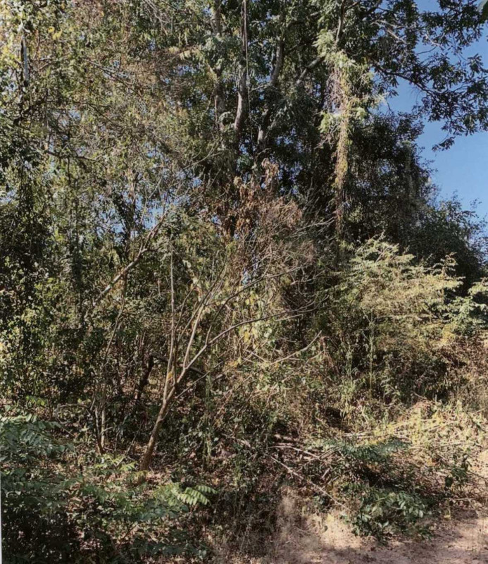 Residential land/lot Maha Sarakham Kantharawichai Na Si Nuan 216000