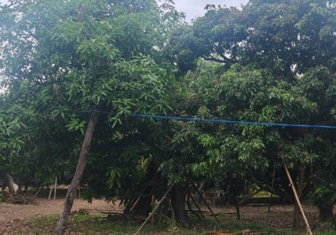 Residential land/lot Chiang Mai Hot Ban Tan 290160