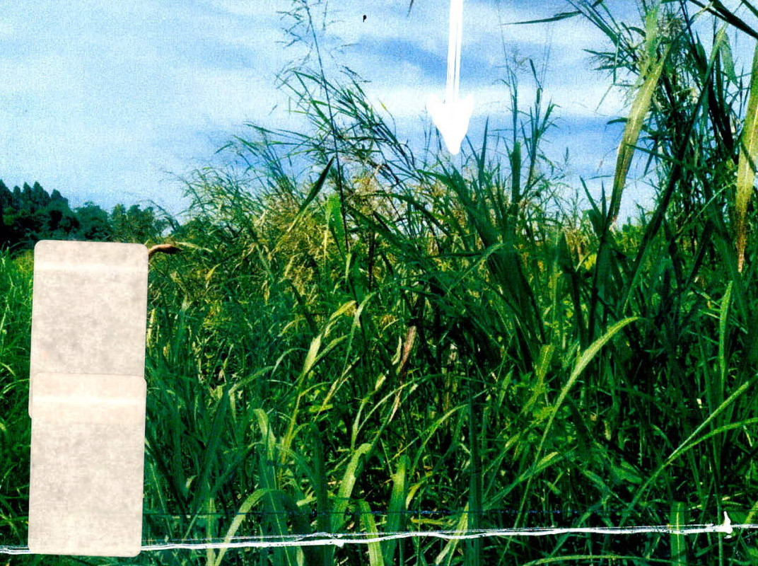 Residential land/lot Chaiyaphum Ban Khwao Talat Raeng 210000