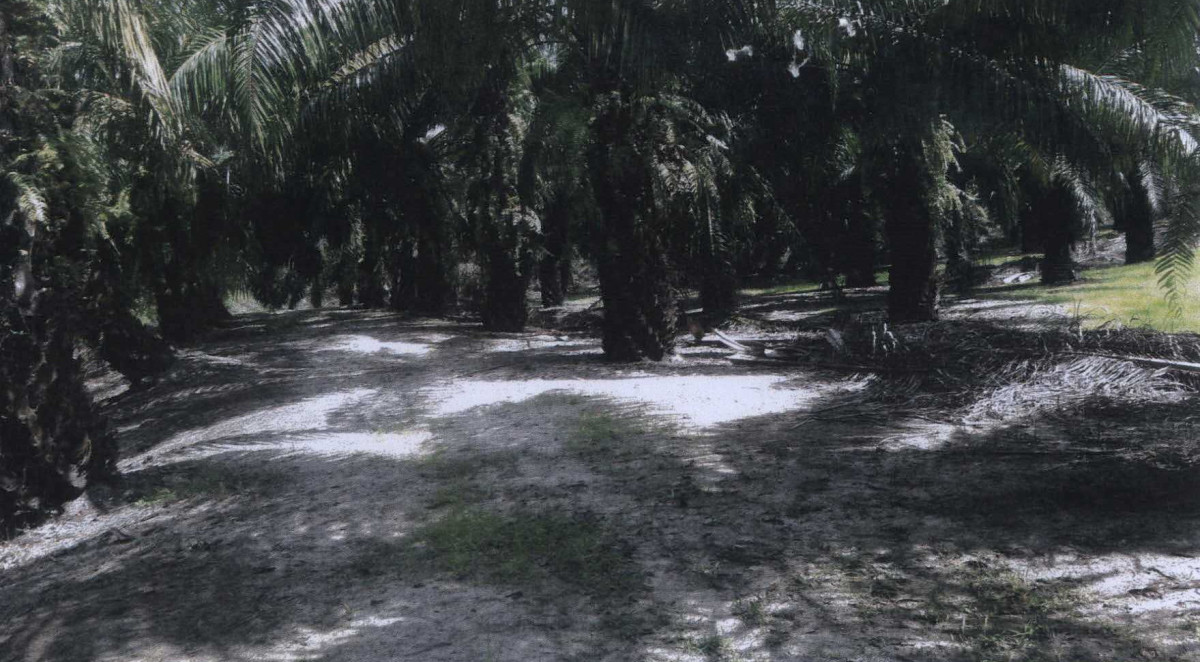 ที่ดินเปล่า สุราษฎร์ธานี พุนพิน ท่าข้าม 3857500