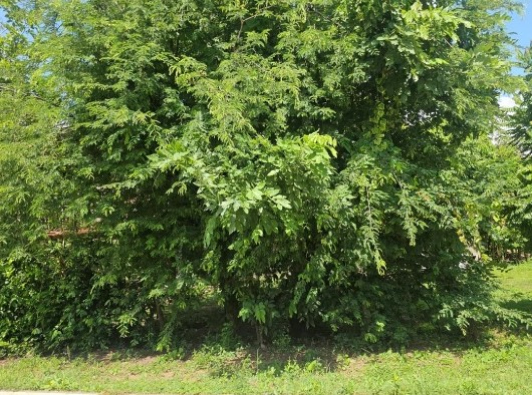 Residential land/lot Kalasin Yang Talat Yang Talat 60000