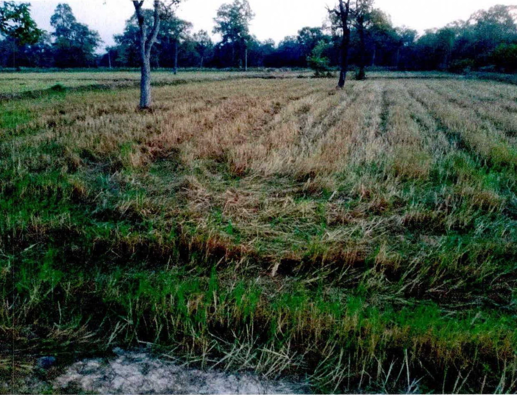 Residential land/lot Nong Bua Lam Phu Na Klang Fang Daeng 894720