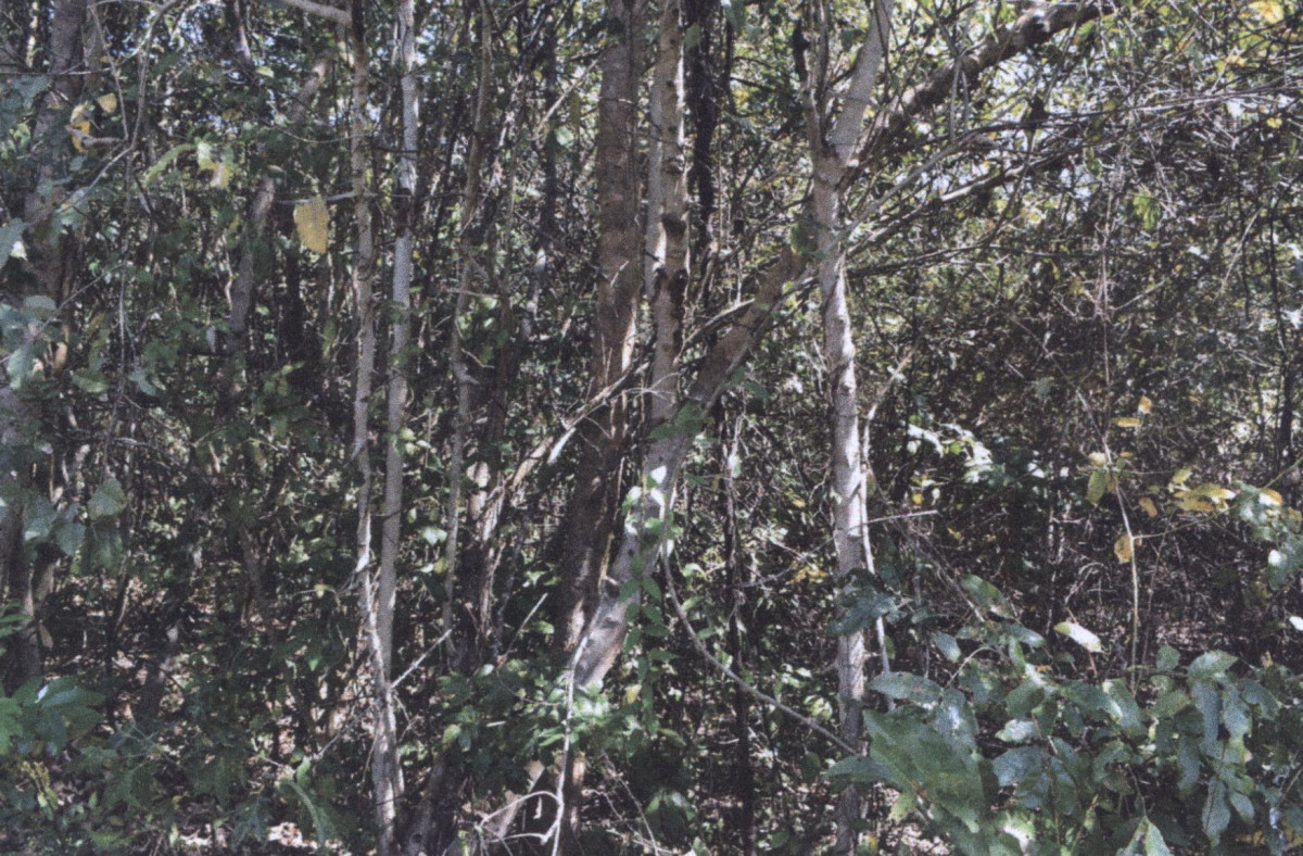 Residential land/lot Lampang Thoen Lom Raet 92400