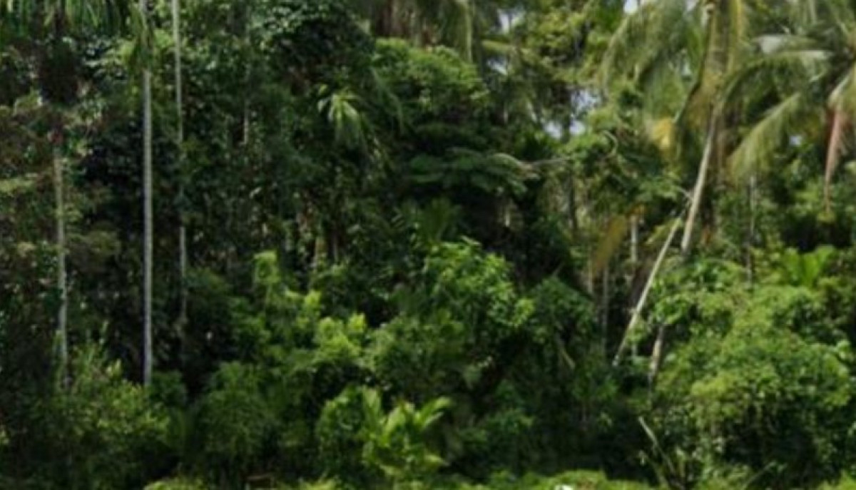 Residential land/lot Pattani Khok Pho Pak Lo 223423