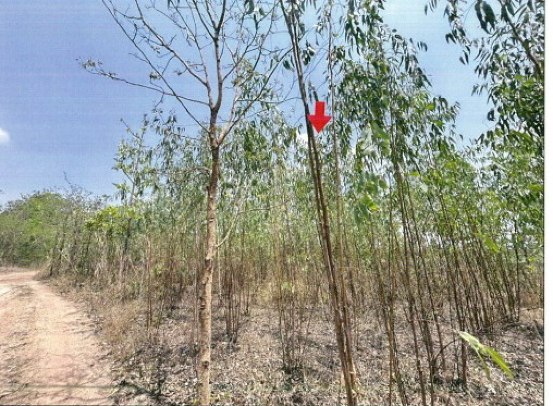 Residential land/lot Kalasin Tha Khantho Kut Chik 103000
