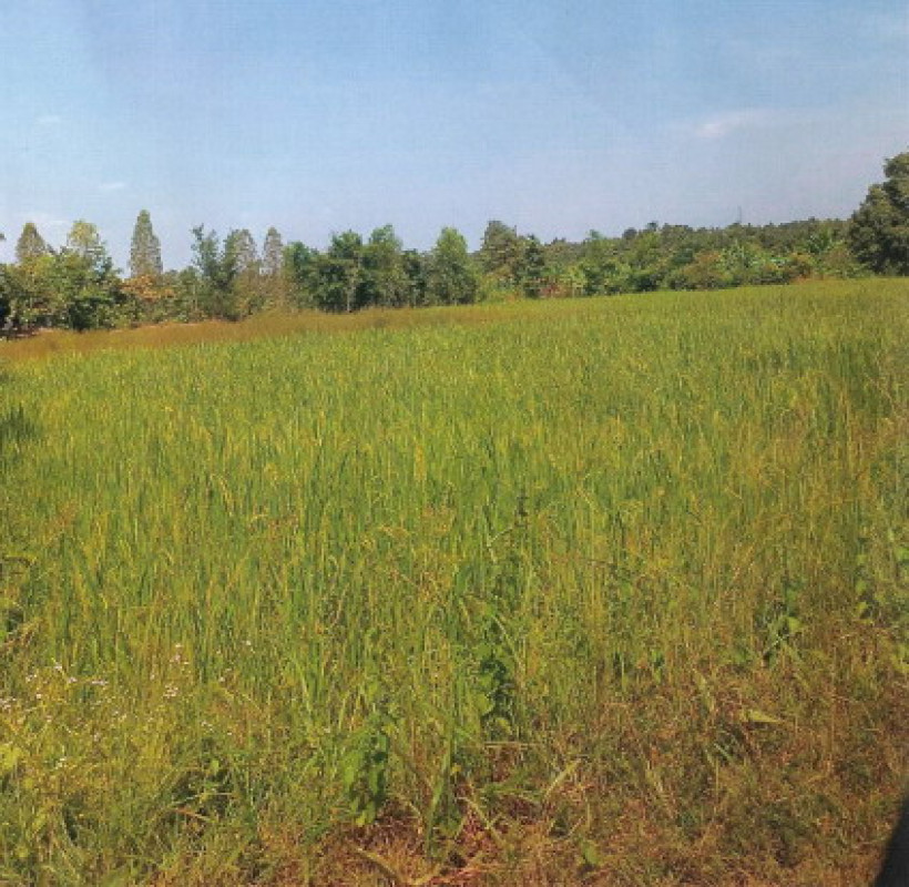 ที่ดินเปล่า สกลนคร วานรนิวาส กุดเรือคำ 440580