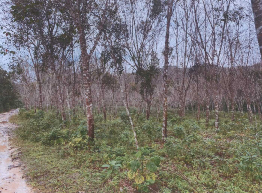 Residential land/lot Pattani Yarang Khao Tum 2503116