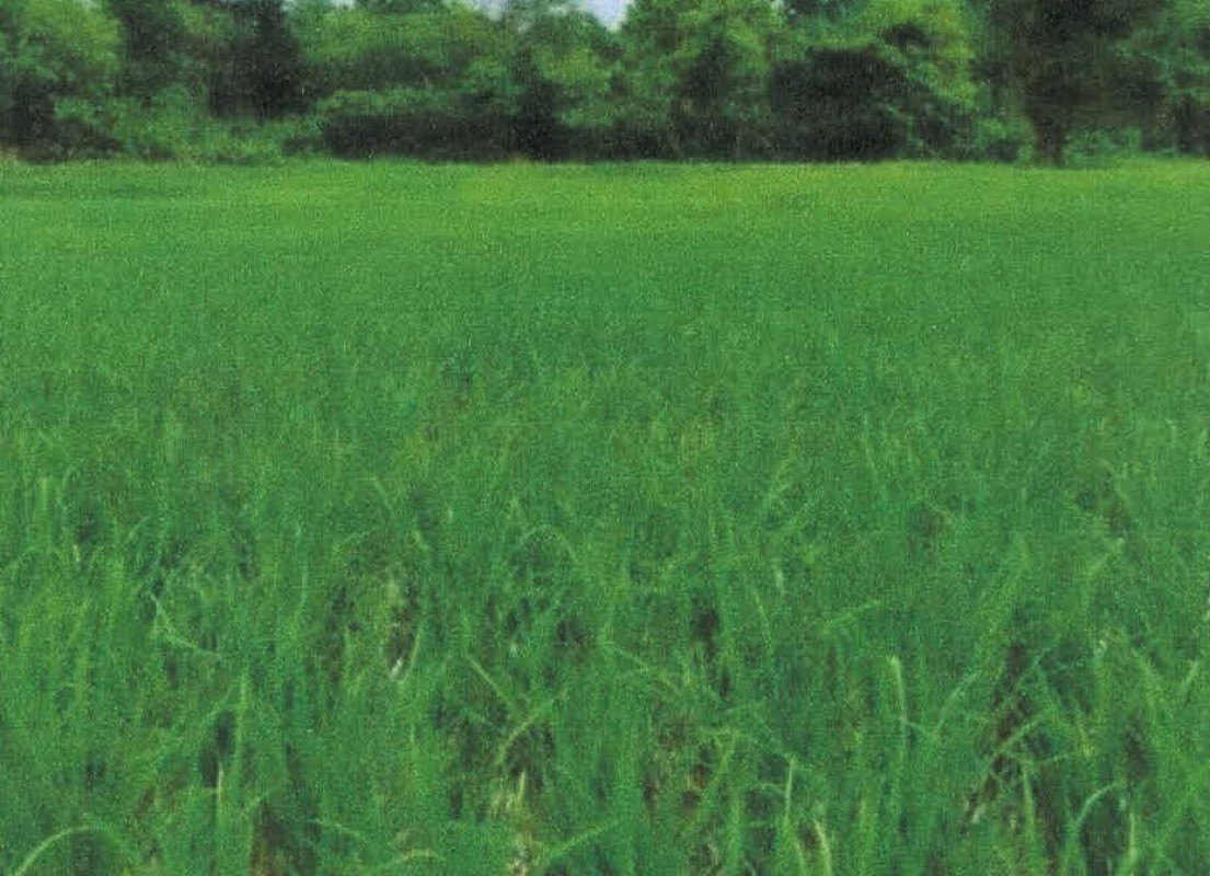 Residential land/lot Lampang Mae Tha San Don Kaeo 77200