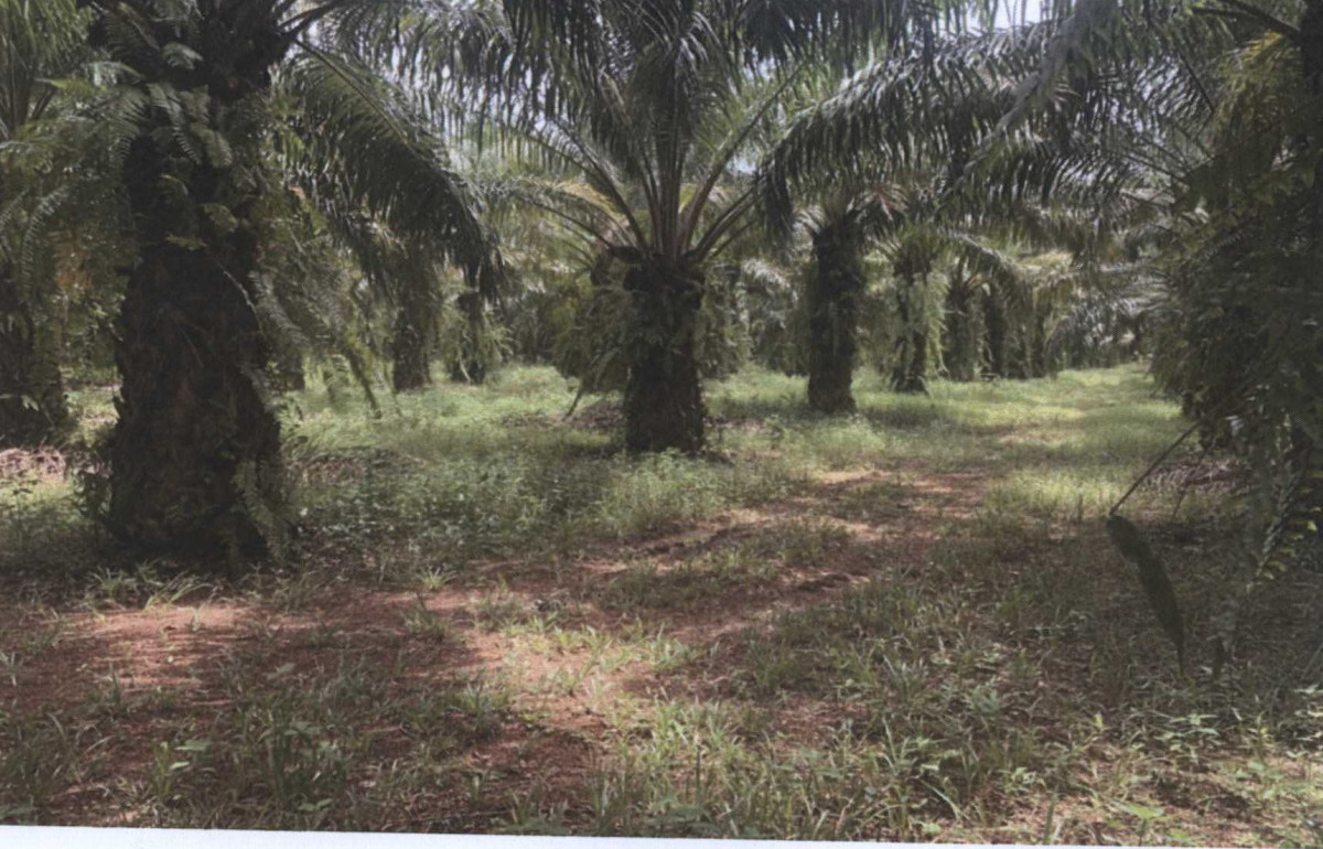 Residential land/lot Surat Thani Kanchanadit Krut 124000