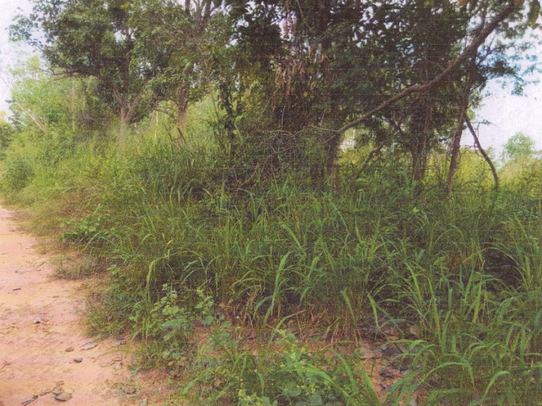 ที่ดินเปล่า หนองบัวลำภู เมืองหนองบัวลำภู หนองบัว 120000