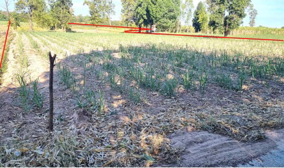 ที่ดินเปล่า กาฬสินธุ์ หนองกุงศรี หนองกุงศรี 1736000