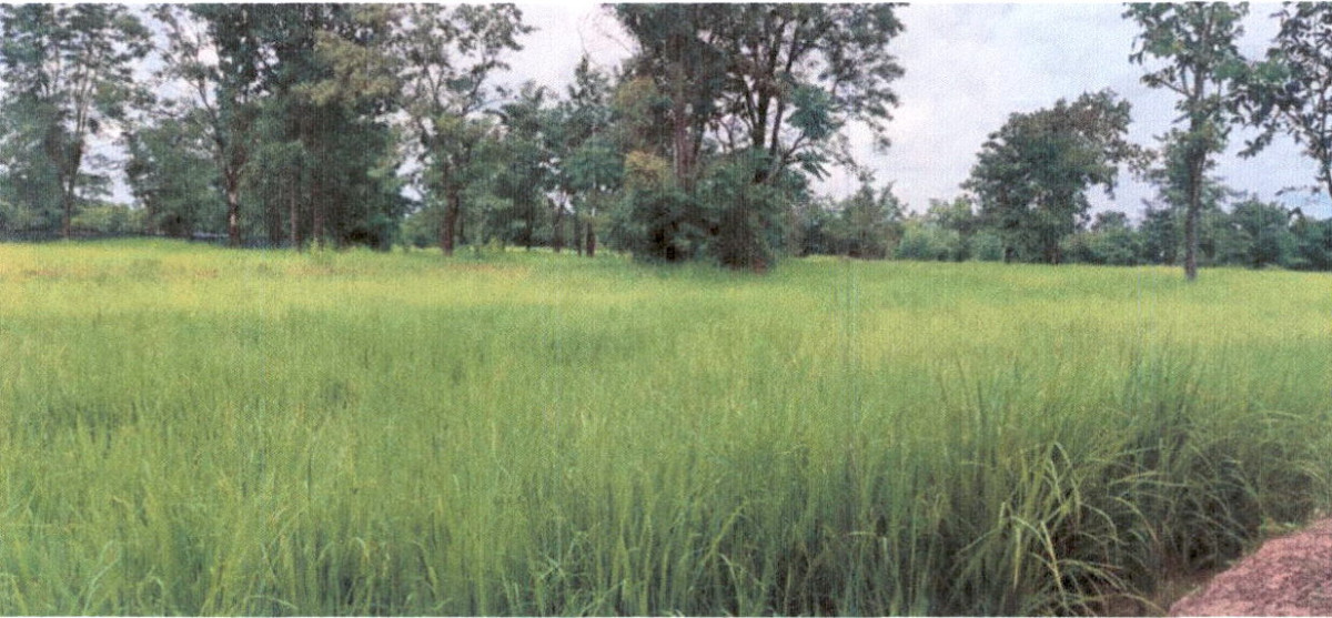 Residential land/lot Ubon Ratchathani Det Udom Na Charoen 310180