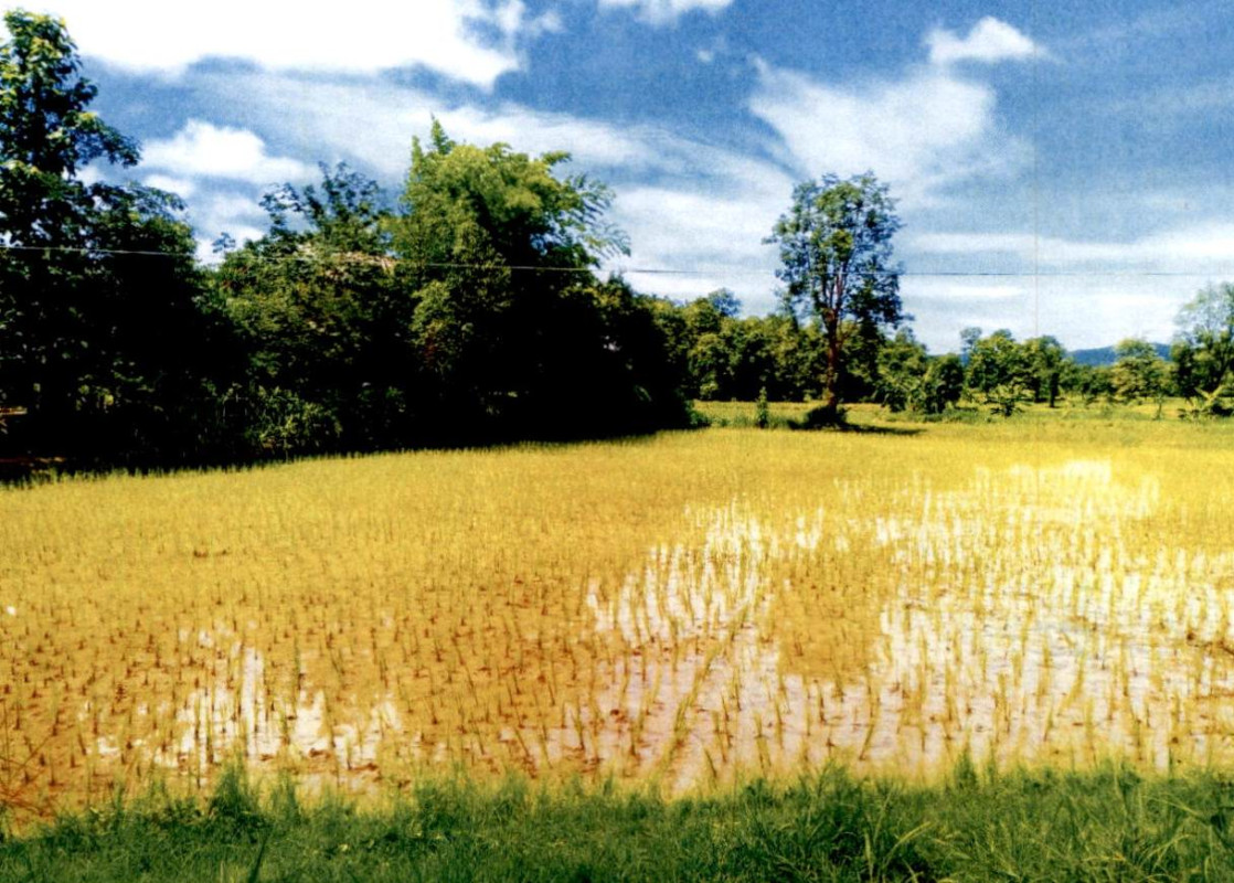 Residential land/lot Kalasin Na Khu Na Khu 308000