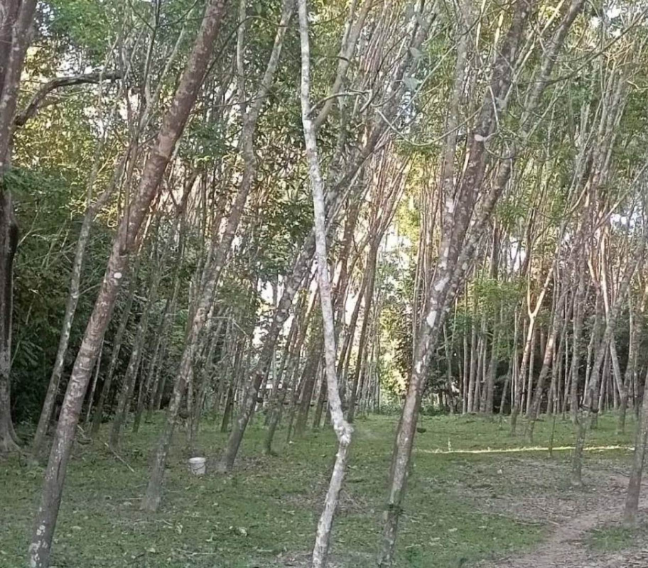 ที่ดินเปล่า ปัตตานี ทุ่งยางแดง ปากู 260288