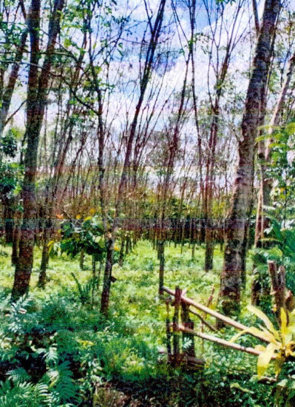 Residential land/lot Pattani Thung Yang Daeng Nam Dam 80860