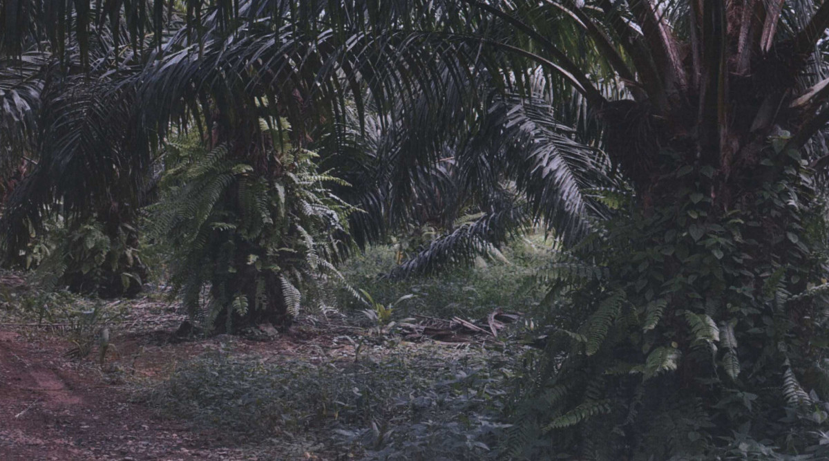 Residential land/lot Surat Thani Kanchanadit Krut 270000