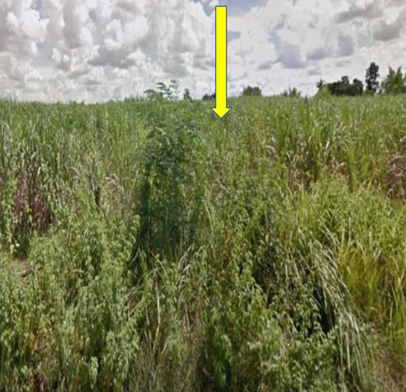 Residential land/lot Nong Bua Lam Phu Mueang Nong Bua Lam Phu Ban Phrao 315500