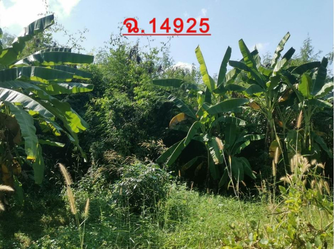 Residential land/lot Phayao Phu Kamyao Dong Chen 62846