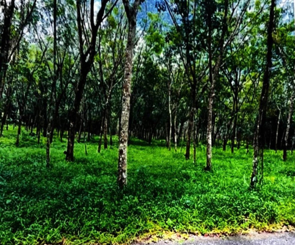 Residential land/lot Pattani Mae Lan Pa Rai 586000