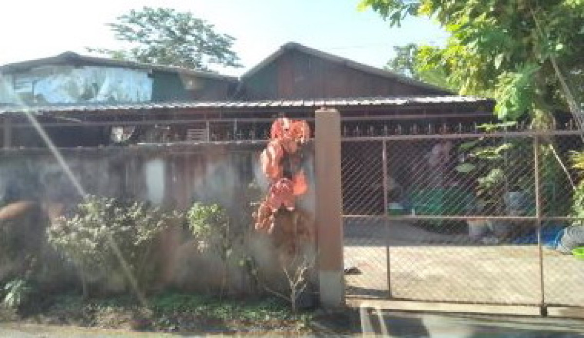 บ้านเดี่ยว เชียงใหม่ ดอยสะเก็ด สง่าบ้าน 509120
