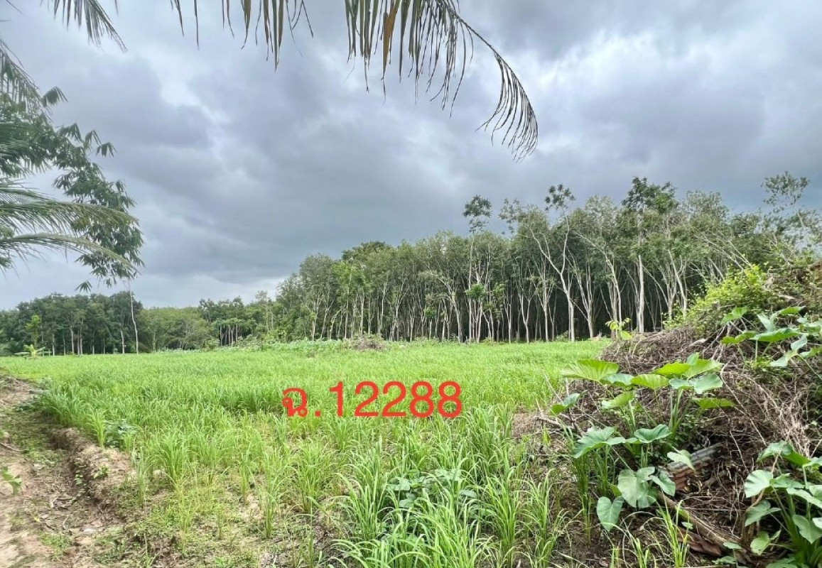 ที่ดินเปล่า นครศรีธรรมราช ทุ่งสง เขาโร 233350