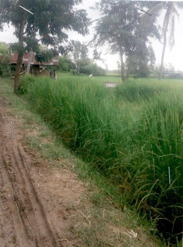 Residential land/lot Kalasin Kamalasai Lak Mueang 231250
