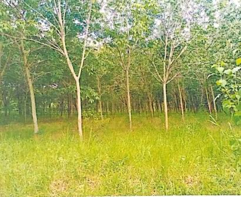Residential land/lot Kalasin Mueang Kalasin Bueng Wichai 411000