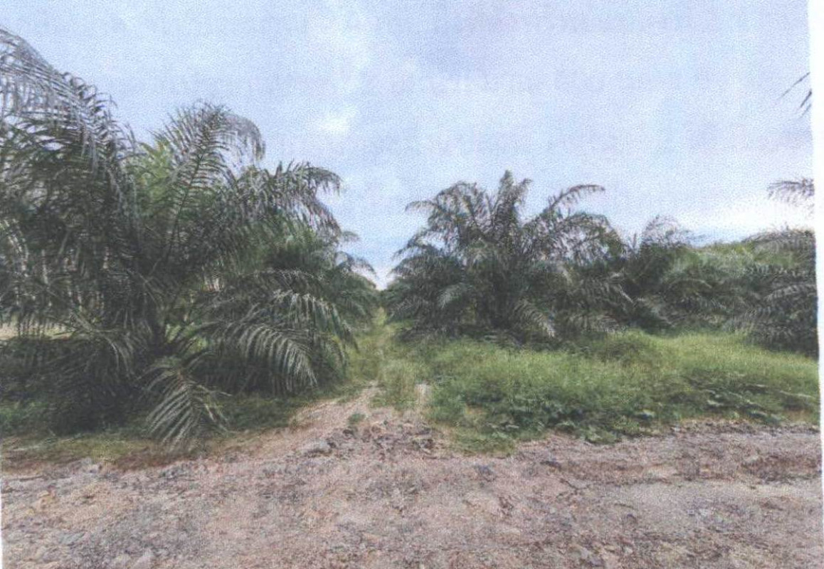 Residential land/lot Satun Manang Nikhom Phatthana 677820