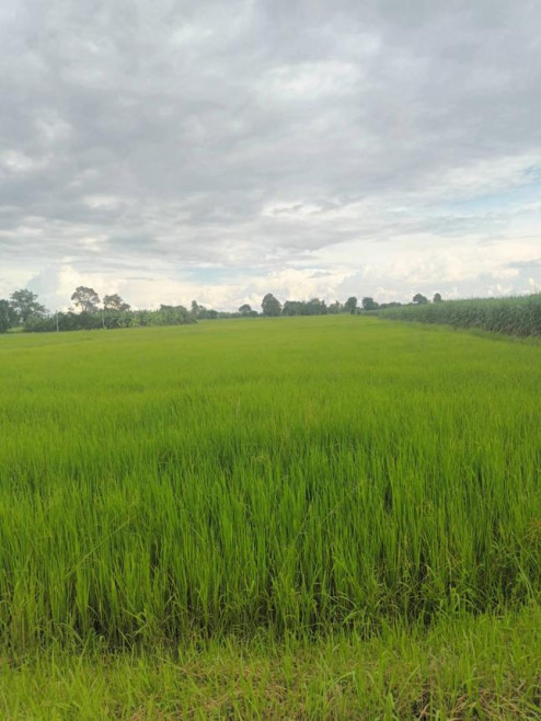 ที่ดินเปล่า ที่ดิน บุรีรัมย์ บุรีรัมย์ เฉลิมพระเกียรติ เจริญสุข 2190000