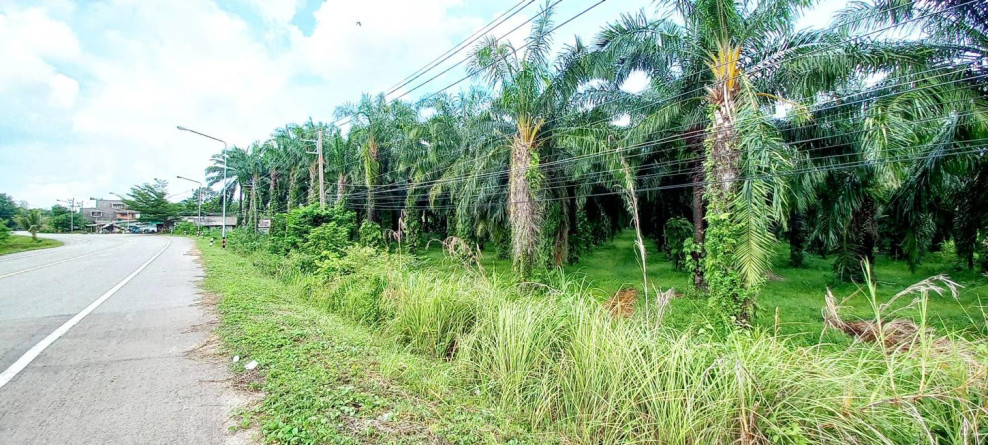 ที่ดินเปล่า ที่ดิน ตรัง ตรัง กันตัง บางสัก 6000000